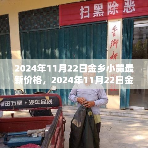 2024年11月22日金鄉小蒜最新價格全面指南，查詢與理解