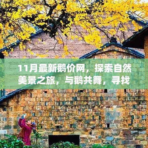 十一月鵝價網，與自然共舞，探索內心寧靜的旅程