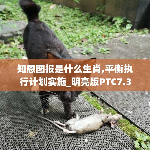知恩圖報是什么生肖,平衡執行計劃實施_明亮版PTC7.3