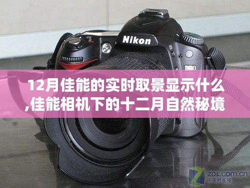 佳能相機下的十二月自然秘境，實時取景揭示寧靜與幽默的十二月佳能視界