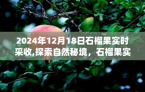 石榴果實約定之旅，探索自然秘境，2024年采收之旅啟程