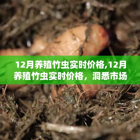 洞悉市場動態，12月養殖竹蟲實時價格與商機解析