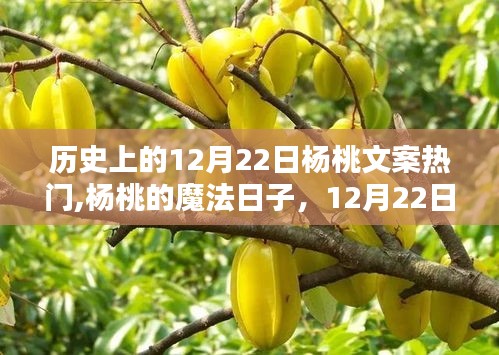 楊桃魔法日，歷史上的12月22日與溫馨日常回憶