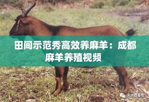 田間示范秀高效養(yǎng)麻羊：成都麻羊養(yǎng)殖視頻 