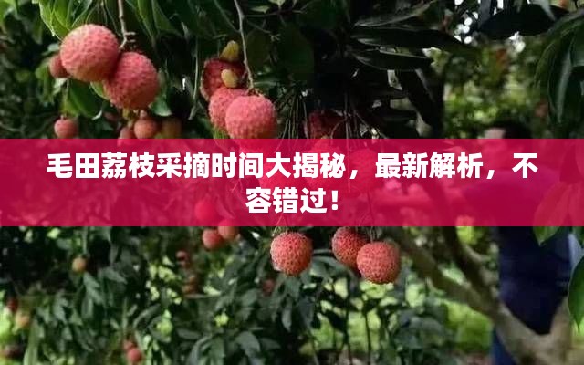 毛田荔枝采摘時間大揭秘，最新解析，不容錯過！
