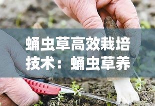 蛹蟲草高效栽培技術：蛹蟲草養殖技術 