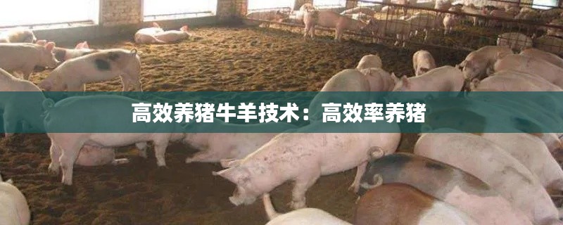高效養(yǎng)豬牛羊技術：高效率養(yǎng)豬 