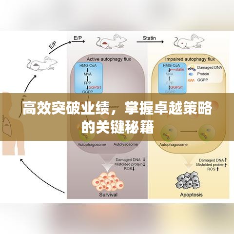 高效突破業(yè)績，掌握卓越策略的關(guān)鍵秘籍