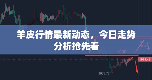 羊皮行情最新動態，今日走勢分析搶先看