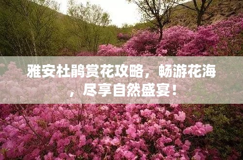 雅安杜鵑賞花攻略，暢游花海，盡享自然盛宴！