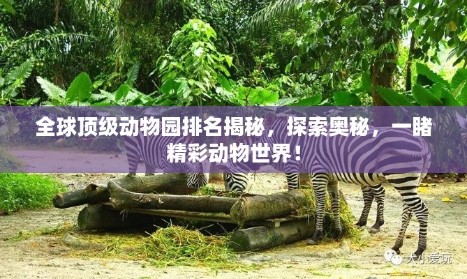 全球頂級動物園排名揭秘，探索奧秘，一睹精彩動物世界！
