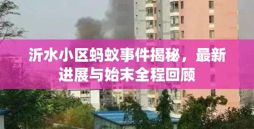 沂水小區螞蟻事件揭秘，最新進展與始末全程回顧