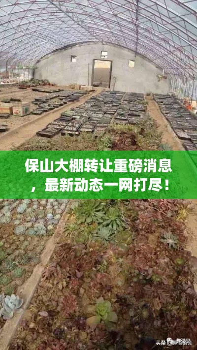 保山大棚轉讓重磅消息，最新動態一網打盡！