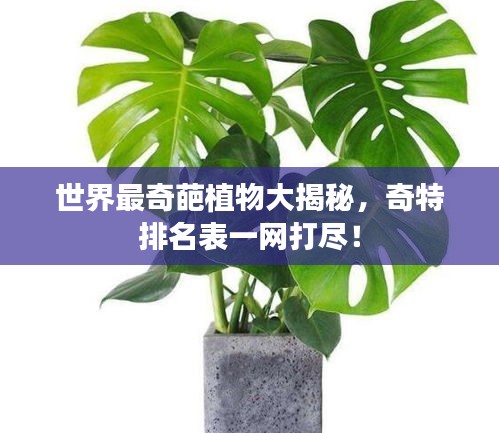 世界最奇葩植物大揭秘，奇特排名表一網打盡！