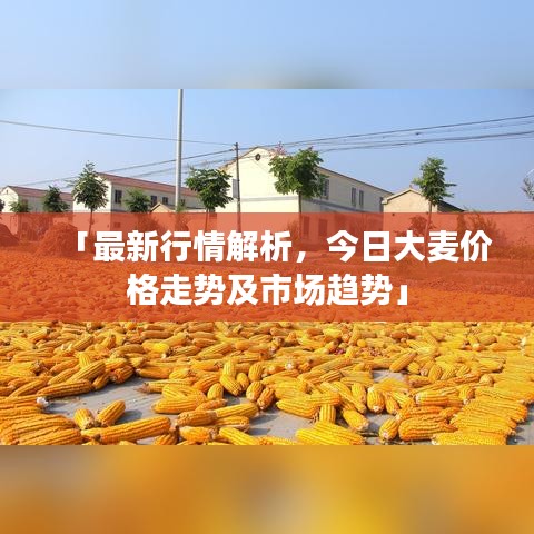 「最新行情解析，今日大麥價格走勢及市場趨勢」