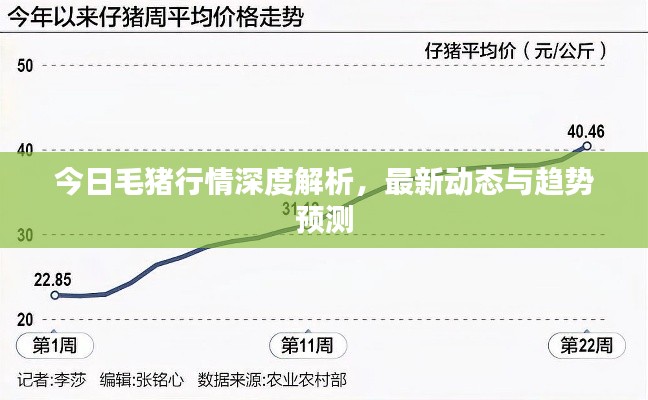 今日毛豬行情深度解析，最新動態(tài)與趨勢預(yù)測