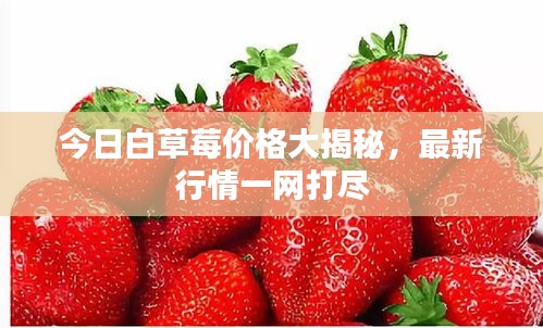 今日白草莓價格大揭秘，最新行情一網(wǎng)打盡