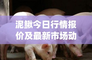 泥鰍今日行情報價及最新市場動態(tài)分析