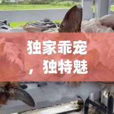 獨(dú)家乖寵，獨(dú)特魅力揭秘！